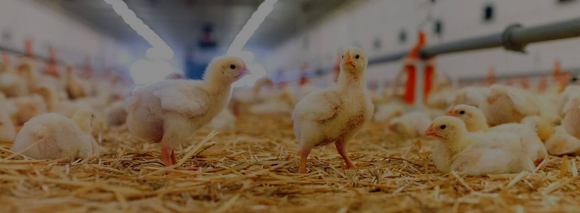 Grantec Equipamientos para granjas avículas | Recría, Producción, Incubación y aves de Engorde.