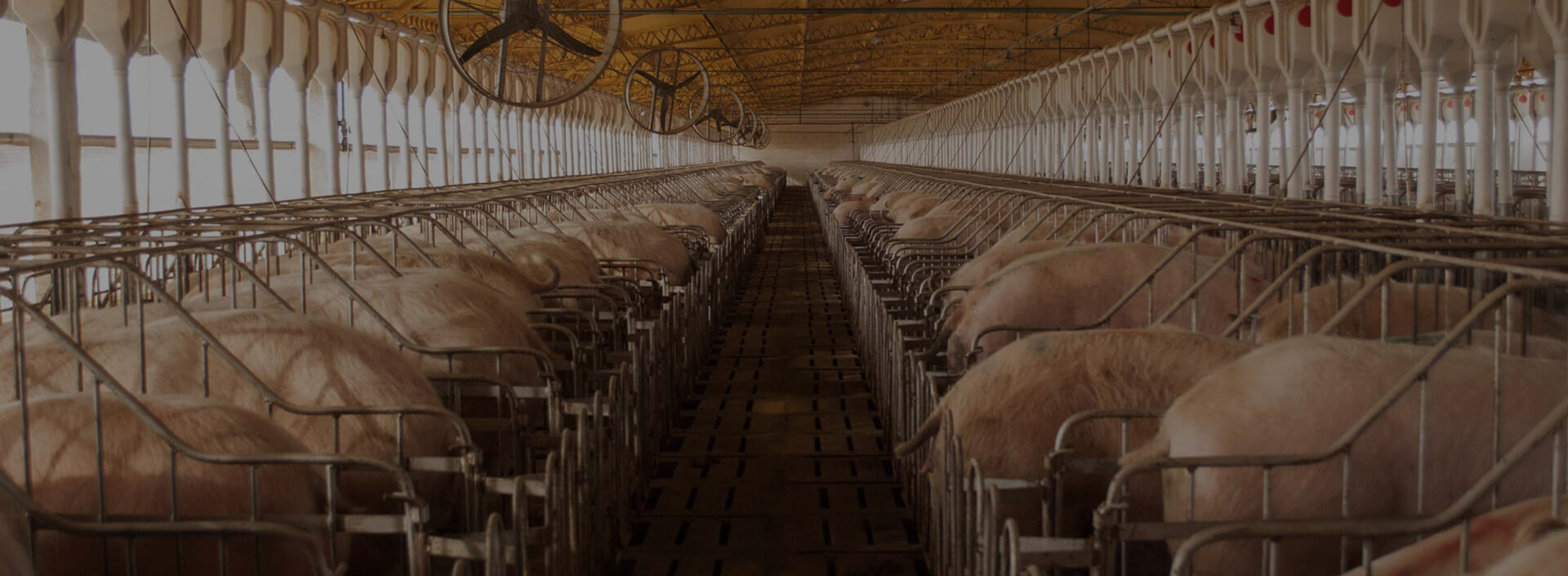 Grantec Equipamientos para granjas con cerdos | Cachorras, Gestación, Maternidad, Destete, Engorde y Wean to Finish.