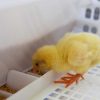 HatchBrood