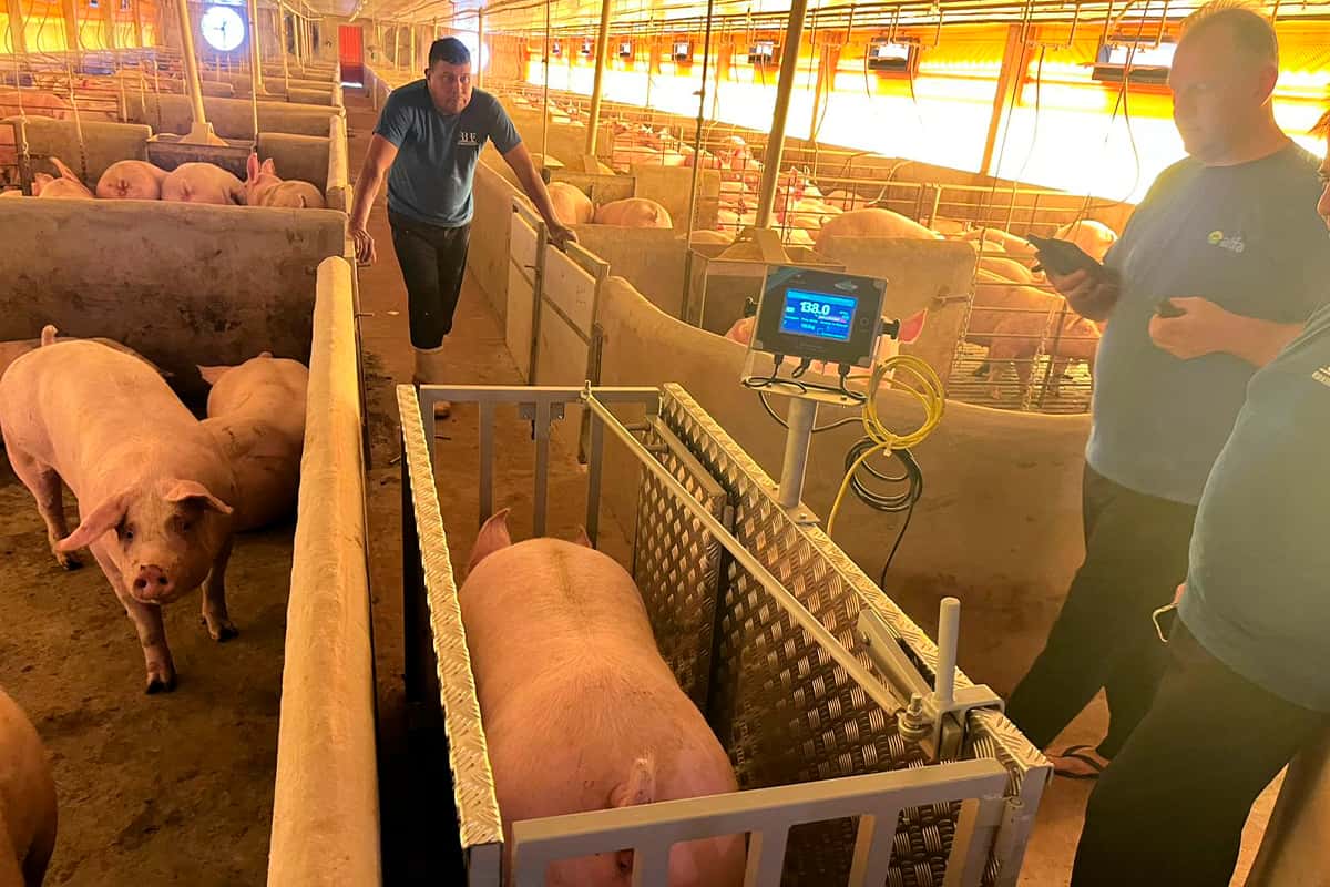 Balanza Móvil para Cerdos Peso Exato