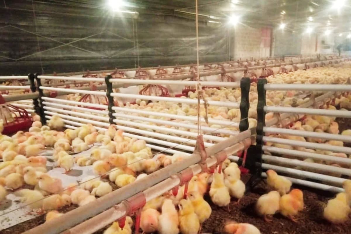 Valla divisoria Aves