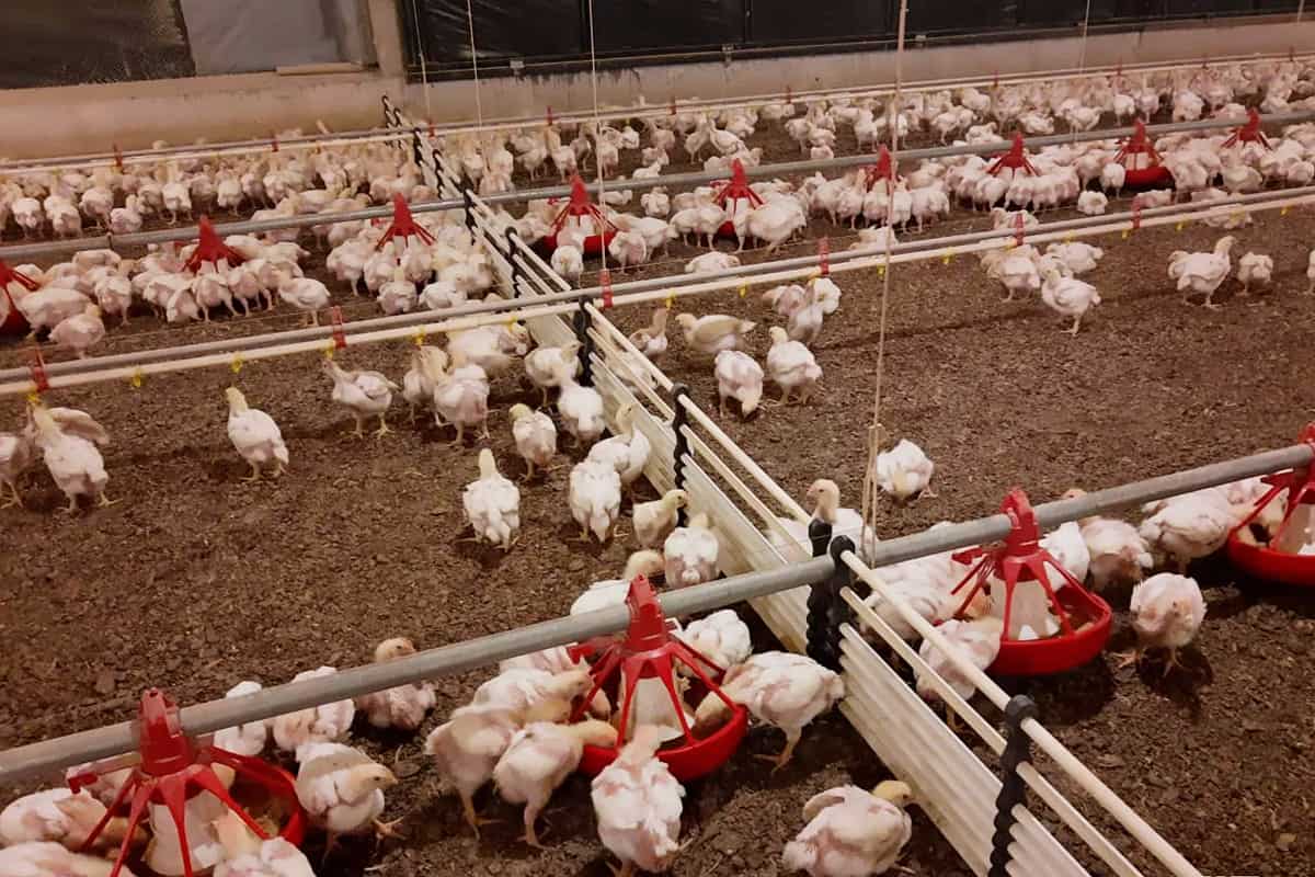 Valla divisoria Aves