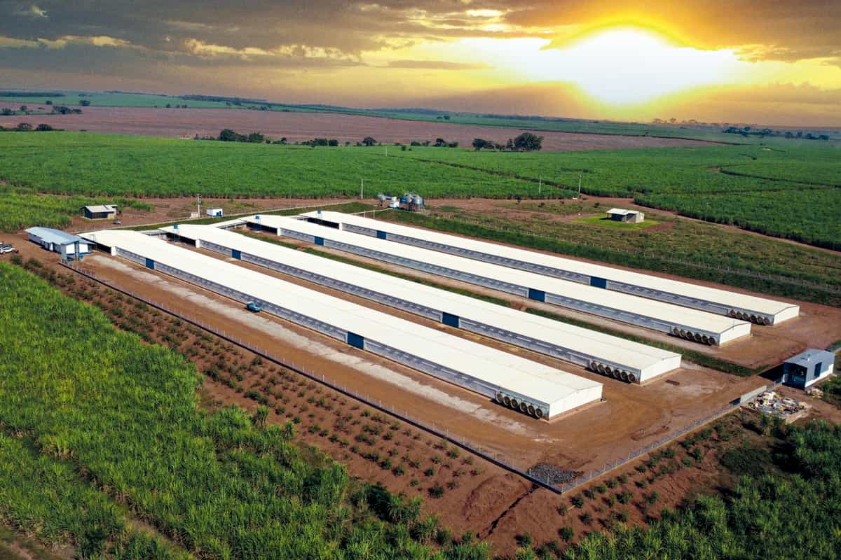 Sistema constructivo para avicultura PSS | Cumberland